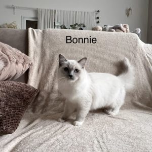 Bonnie 03/04