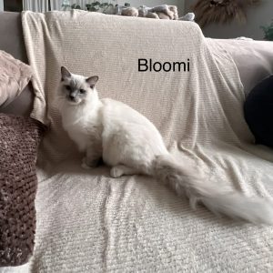 Bloomi 03/04