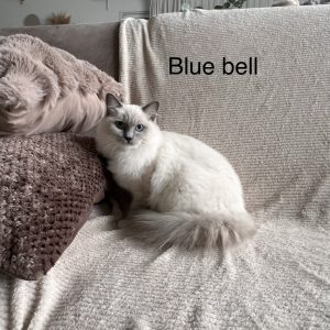 Blue Bell. 03/04