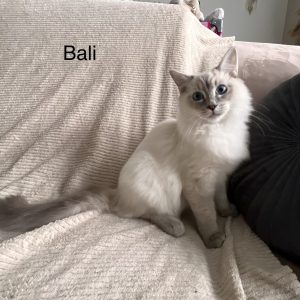 Bali / 31.03